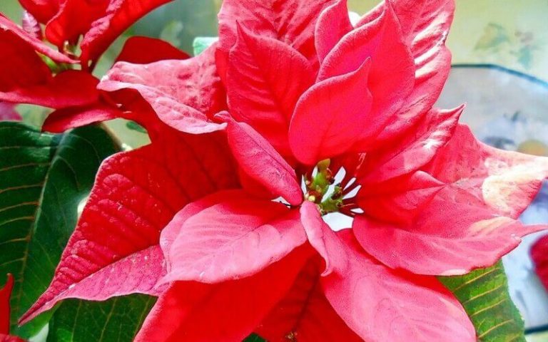 Пуансеттия: размножение и уход в домашних условиях, как ухаживать, фото ...