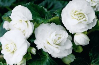 Бегония махровая Белая